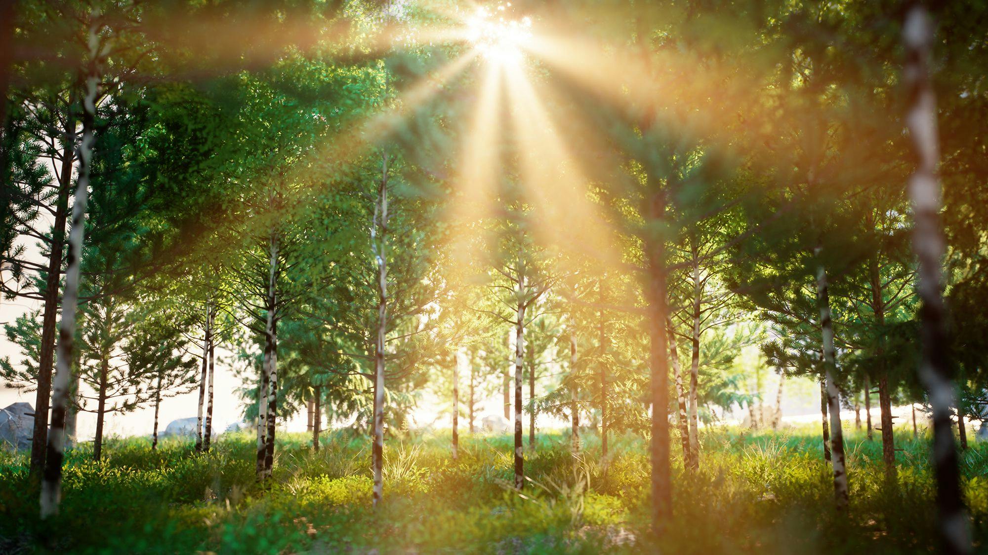 SCA Skog sunlight shines through tree tops
